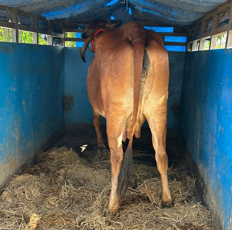 Gir Cow G1828, Lactation: 2, Pregnant: 4 Months, District: LUDHIANA, State: PUNJAB