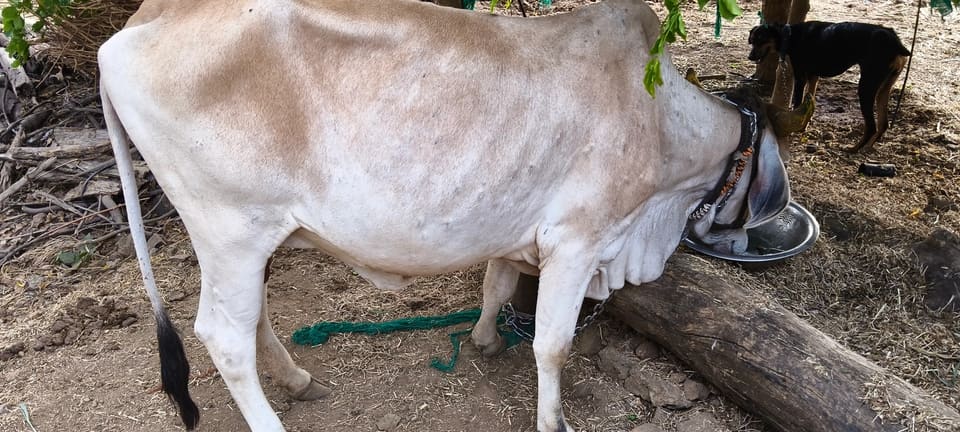 Gir Cow in  MAHARASHTRA