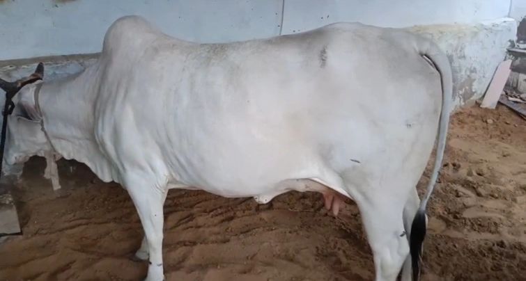 Tharparkar Cow T0274, Lactation: 1, MilkPerDay: 8Litres, District:  CHURU, State:  RAJASTHAN