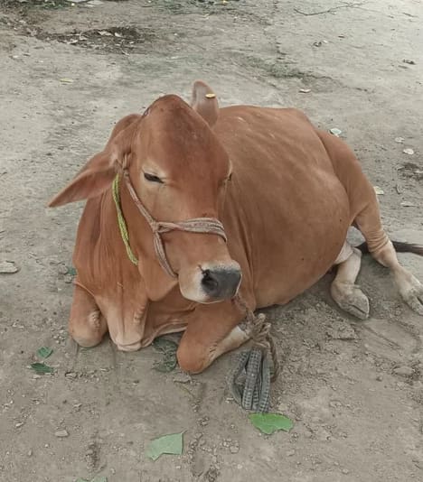Sahiwal Heifer Cow S1834 in  BIHAR