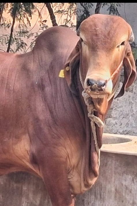 Gir Cow G1761, District:  JEHANABAD, State:  BIHAR