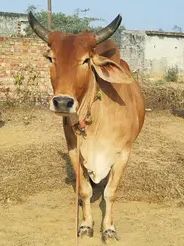 Sahiwal Cow S1415, Lactation: 3, Pregnant: 5 Months