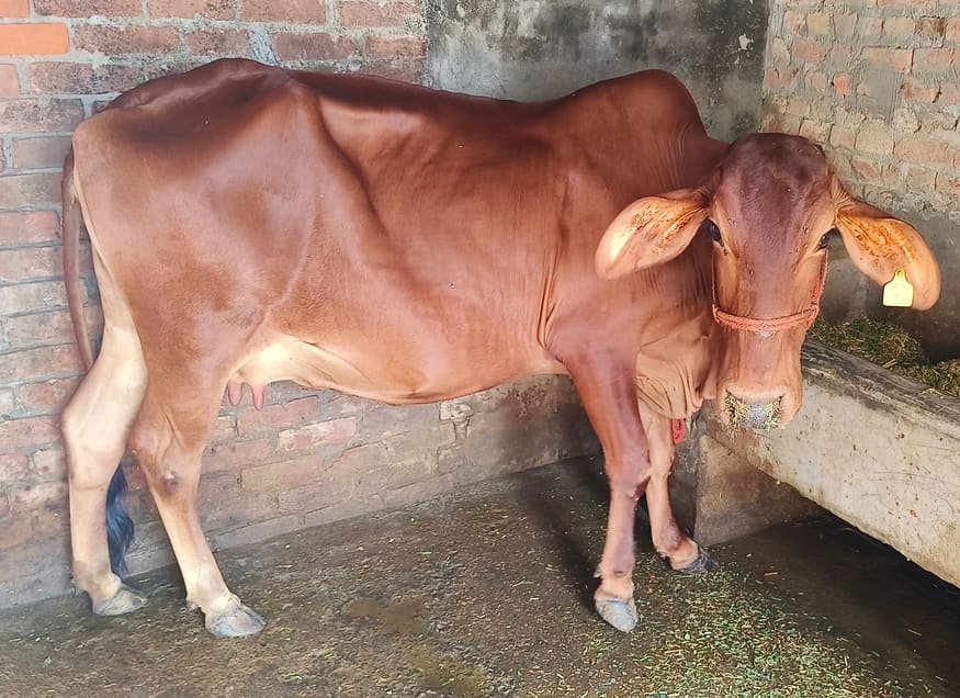 Gir Cow G2009 in UTTAR PRADESH