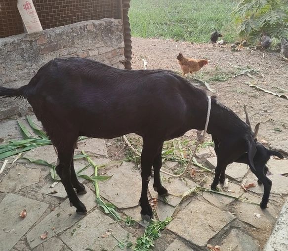 Black Bengal Goat B0039