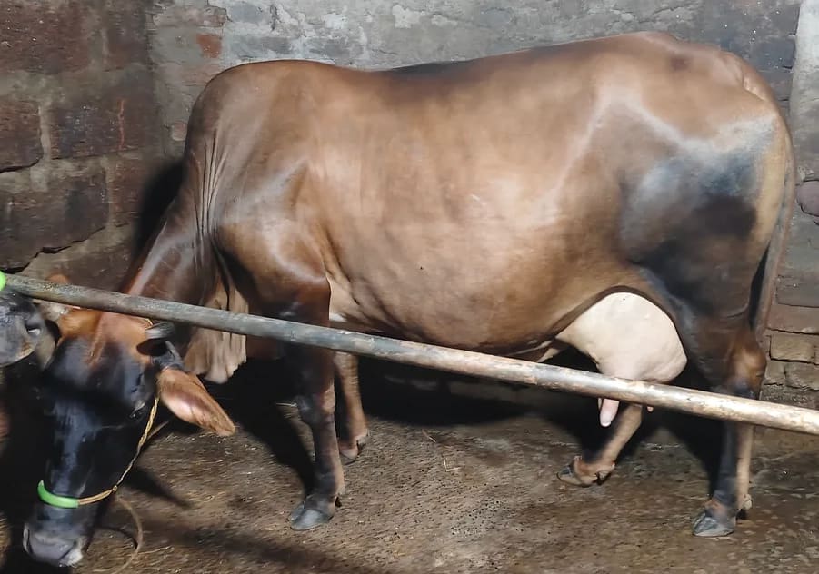 Jersey Cow J1491 in  ODISHA