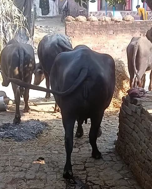 Murrah Buffalo M5423 in  UTTAR PRADESH