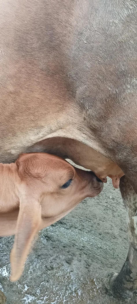 Jersey Cow in  UTTAR PRADESH