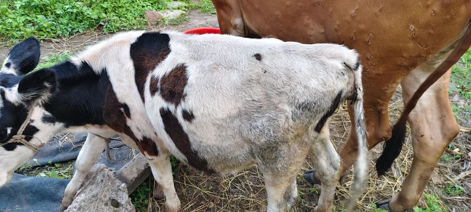 HF Cow in  MAHARASHTRA