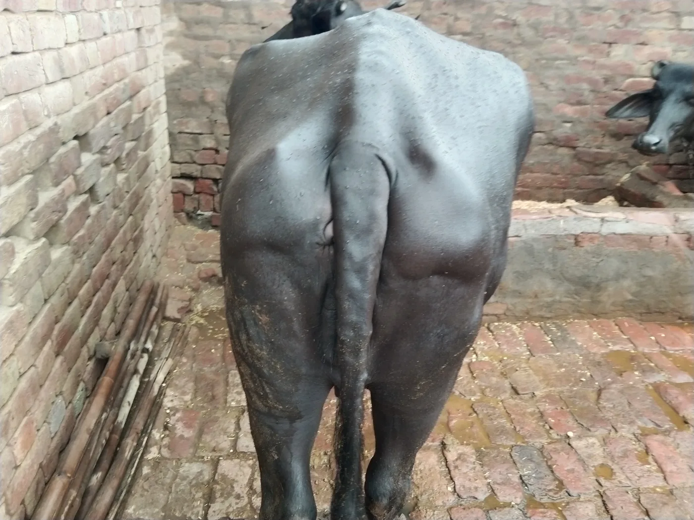 Murrah Buffalo in  HARYANA