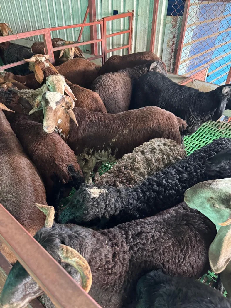 Sindhanoor Sheep in  ANDHRA PRADESH