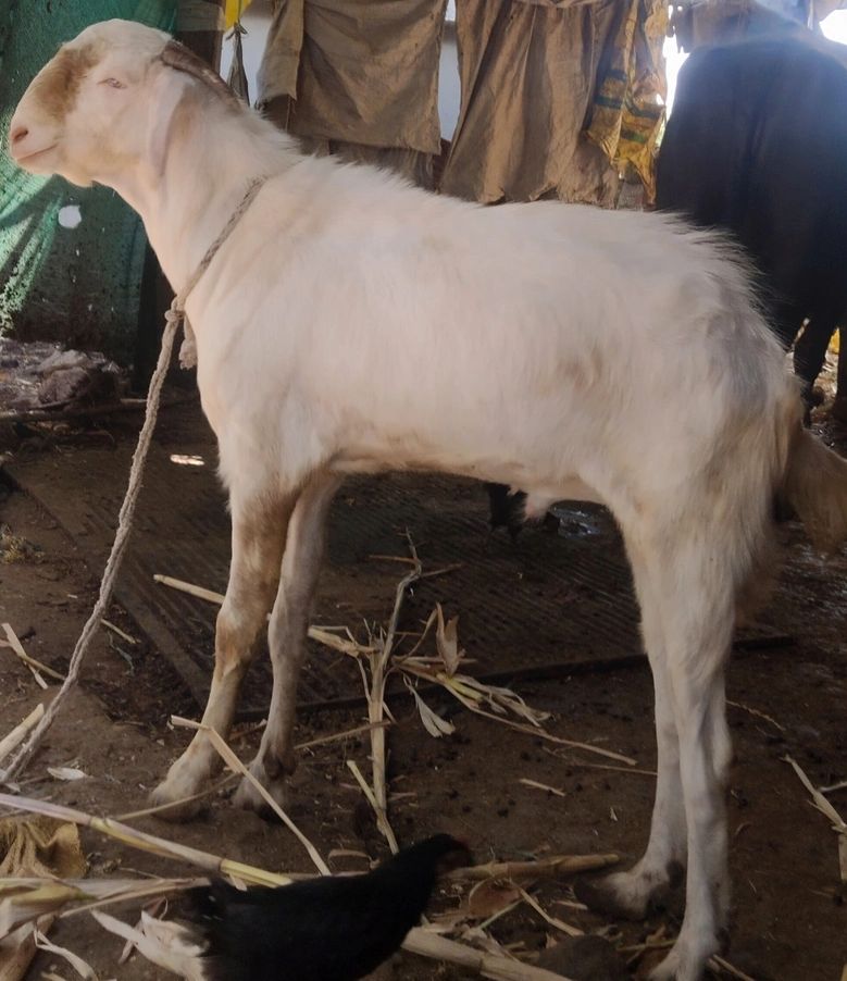 Sojat Goat S0302, District:  NANDURBAR, State:  MAHARASHTRA