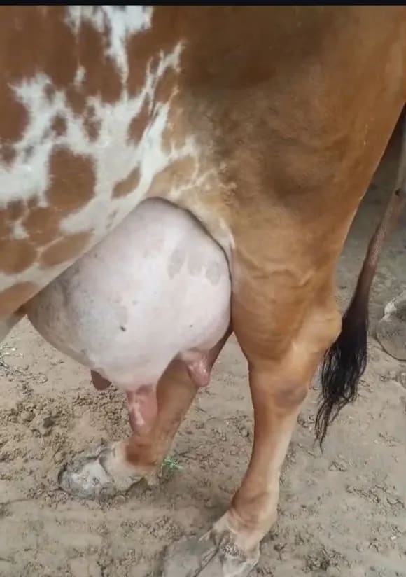 Gir Cow in  RAJASTHAN