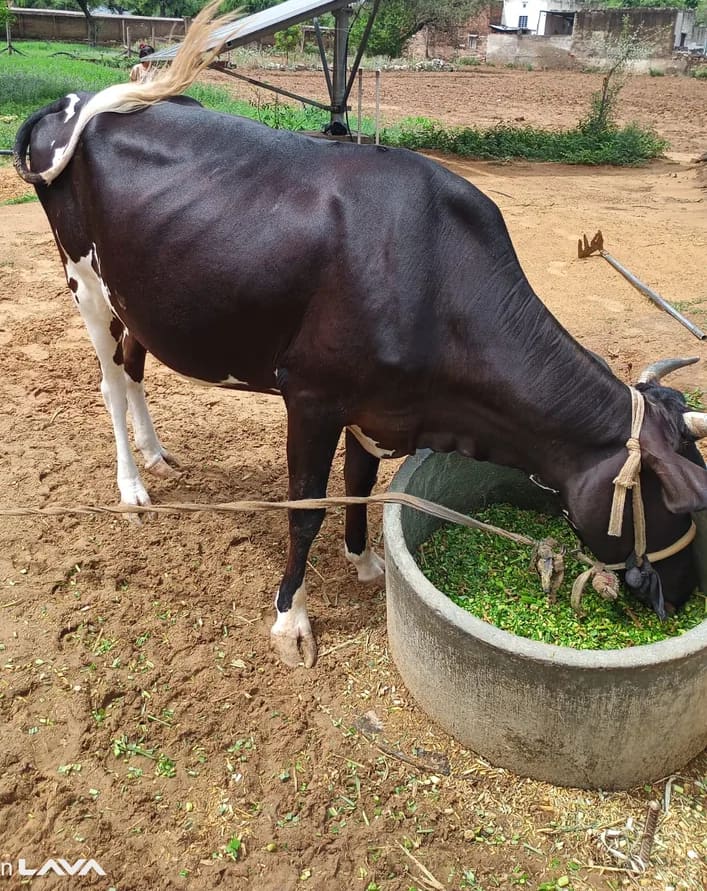 HF Cow in  RAJASTHAN