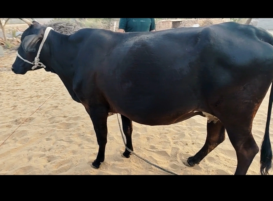 Jersey Cow J1375, Lactation: 3, MilkPerDay: 14Litres, Pregnant: 9 Months