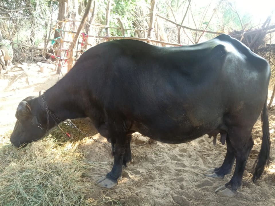 Murrah Buffalo M5136 in  RAJASTHAN