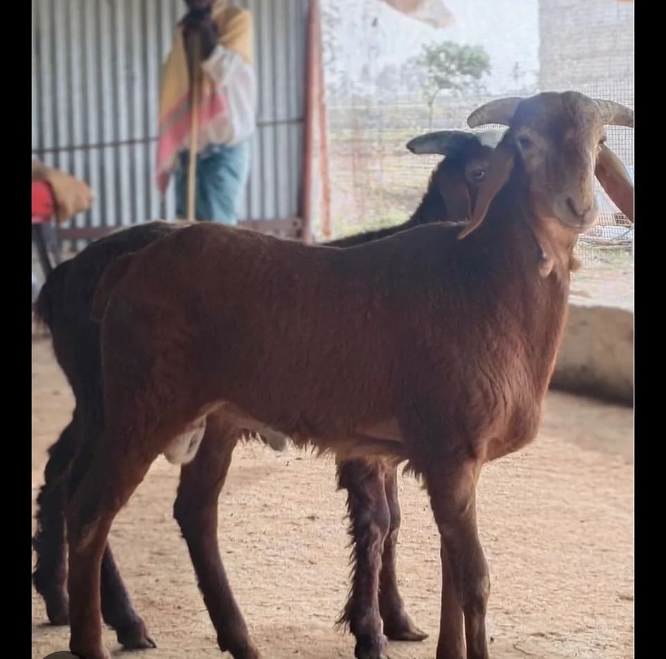 Deccani Sheep in  ANDHRA PRADESH