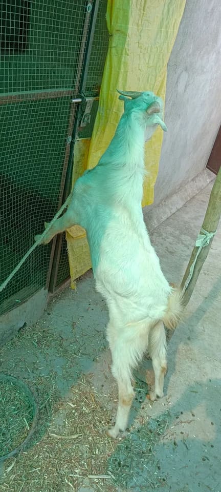 Malabari Goat M0292 in  MAHARASHTRA