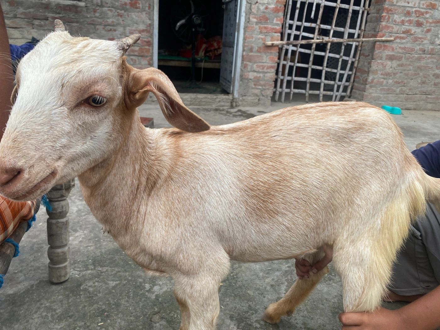 Babri Goat O0212 in  UTTAR PRADESH