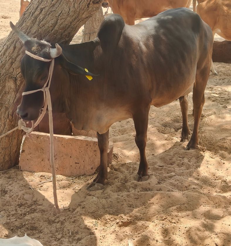 देशी Cow O0286, Lactation: 1, MilkPerDay: 8Litres, District:  JODHPUR, State:  RAJASTHAN