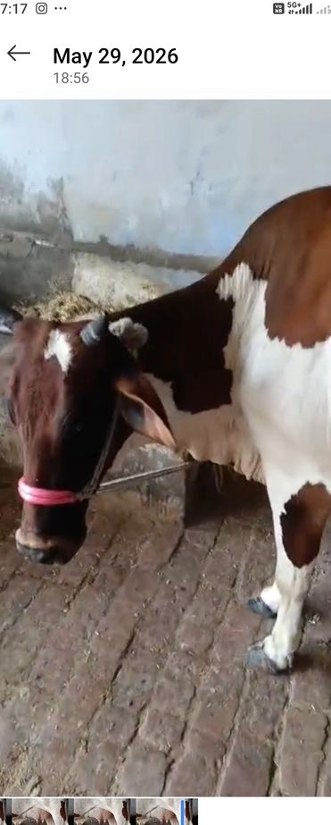 Rathi Cow R0478, Lactation: 1, MilkPerDay: 14Litres, District: MUZAFFARNAGAR, State: UTTAR PRADESH