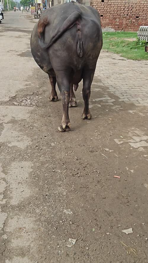 Murrah Buffalo M4616 in  HARYANA
