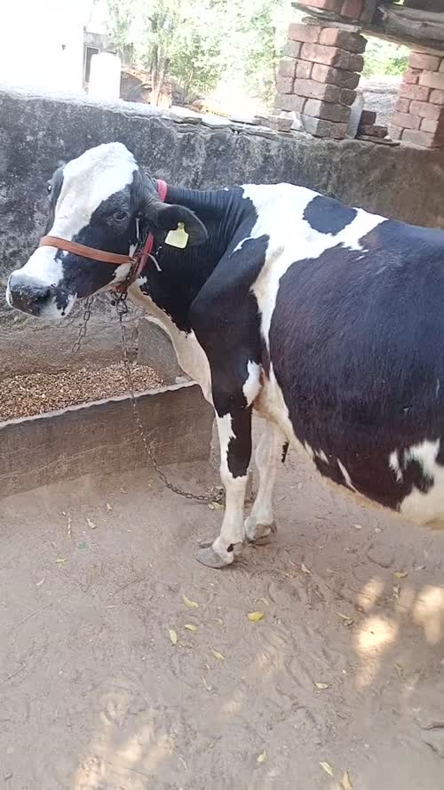 HF Cow H2805, Lactation: 3, MilkPerDay: 7Litres, Pregnant: 4 Months, District:  ALWAR, State:  RAJASTHAN