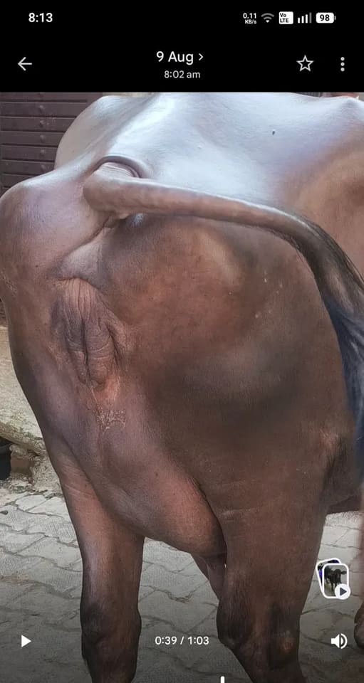Murrah Buffalo in  UTTAR PRADESH