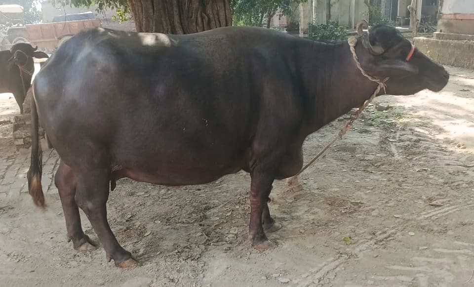 Murrah Buffalo M5413 in  UTTAR PRADESH