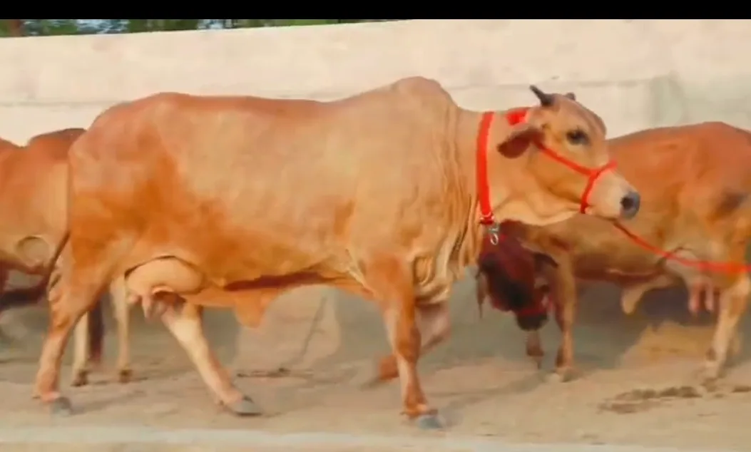 Sahiwal Cow in  RAJASTHAN