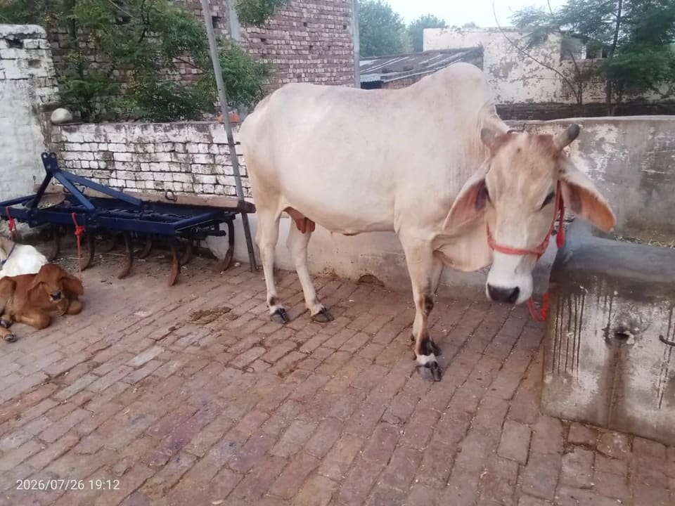 Hariyana Cow in  UTTARAKHAND