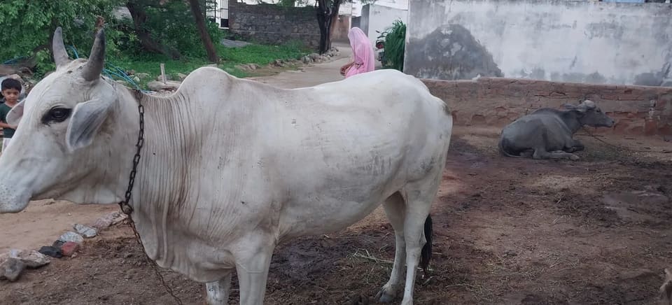 Others Cow in  RAJASTHAN