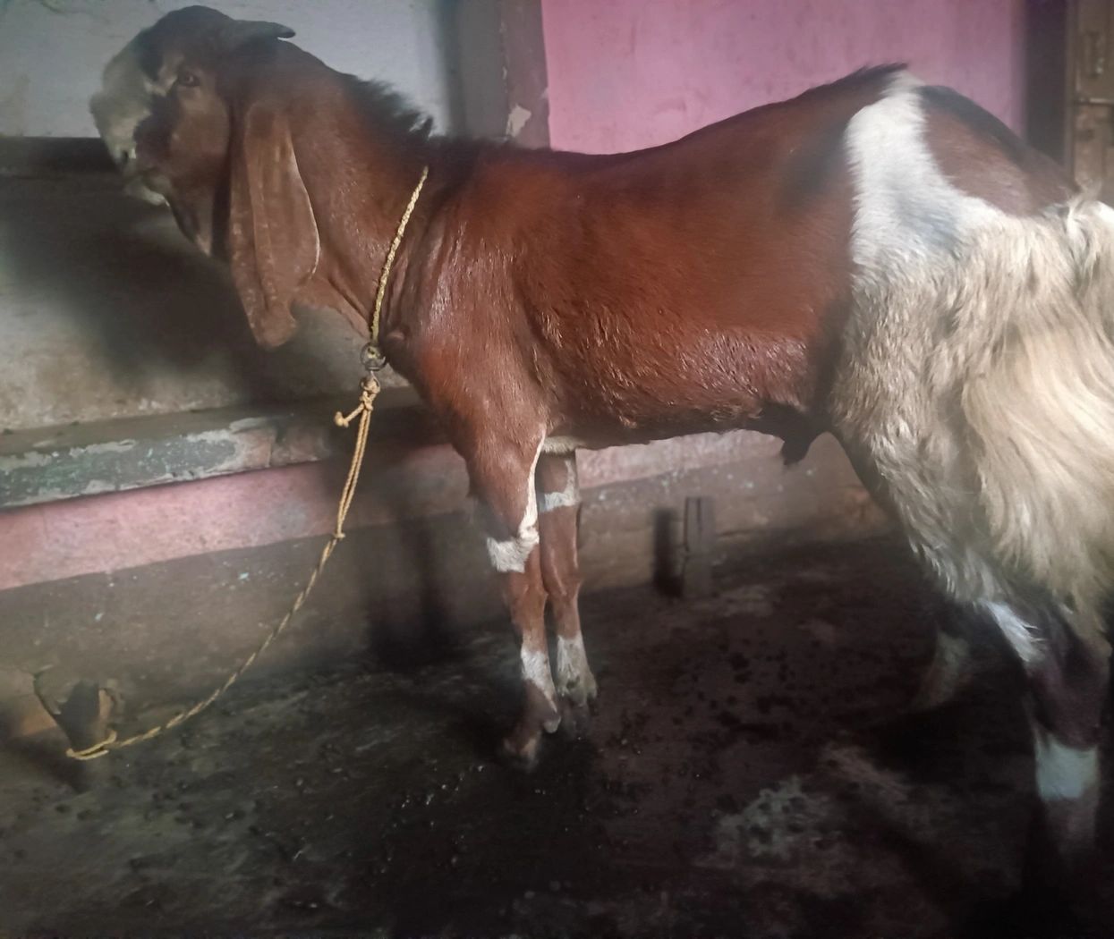 Jamunapari Goat J0257 in  UTTARAKHAND