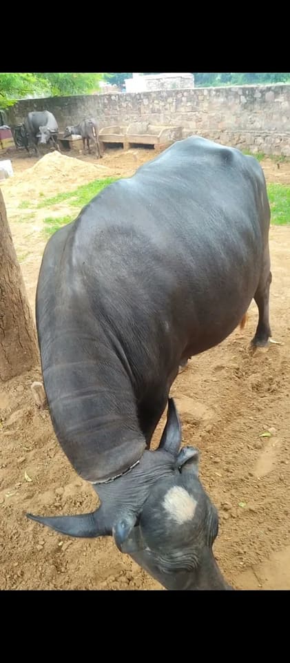 Murrah Buffalo in  RAJASTHAN