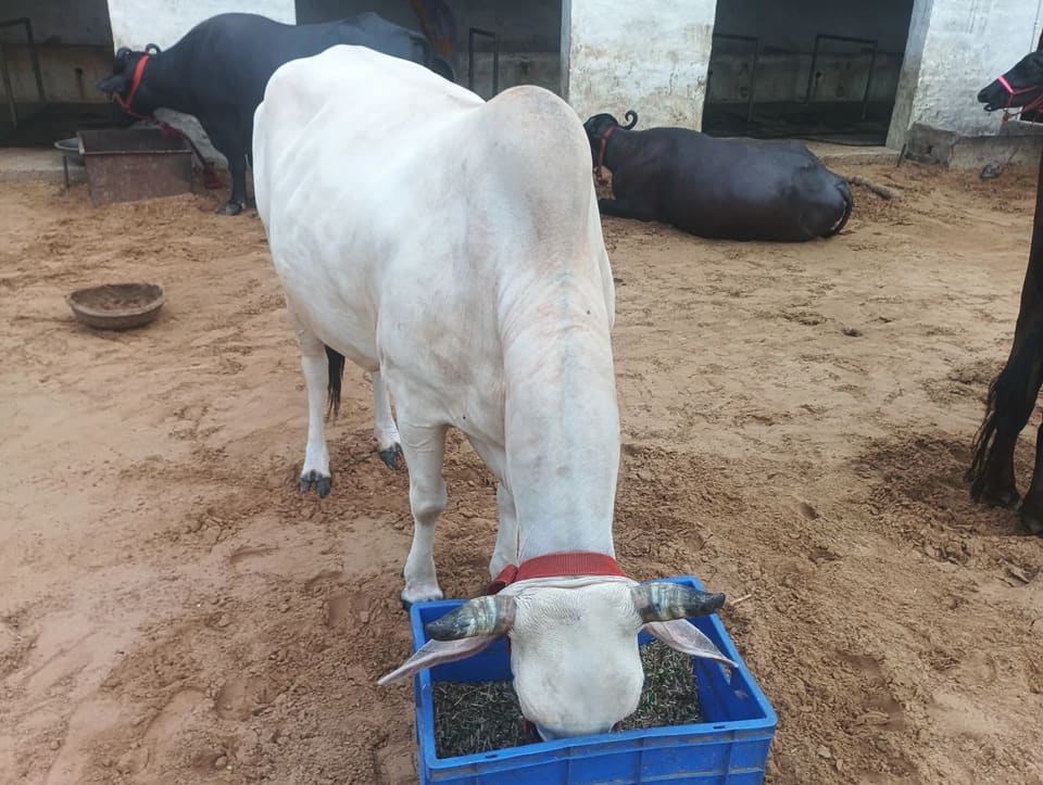 Hariyana Cow in HARYANA