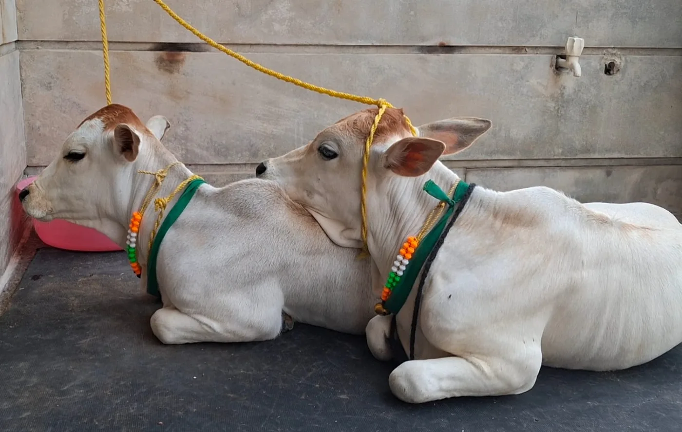 Punganur  Cow in UTTAR PRADESH