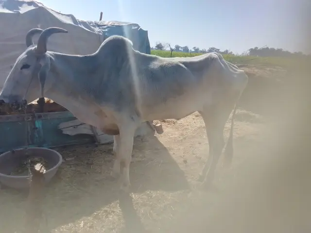 Vilwadri Cow V0135, District: HANUMANGARH, State: RAJASTHAN