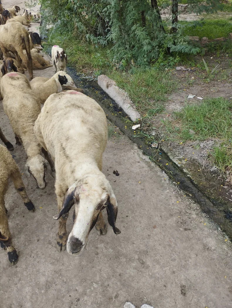 Others Sheep in  MADHYA PRADESH