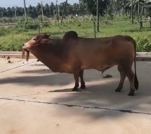 Punganur  Cow P0202, District:  EAST GODAVARI, State:  ANDHRA PRADESH