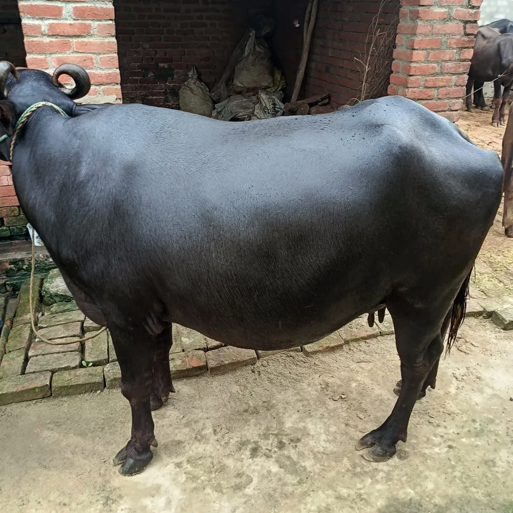 Khundi Buffalo O0622 in  UTTAR PRADESH