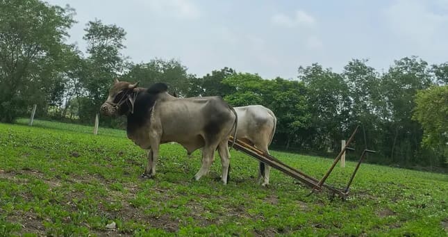 Desi Bull O0910 in  RAJASTHAN