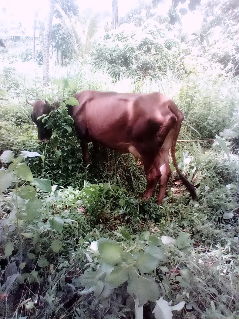 Jersey Cow in  KERALA