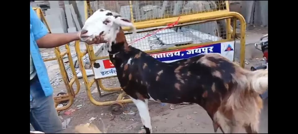 Gujri Goat in  RAJASTHAN