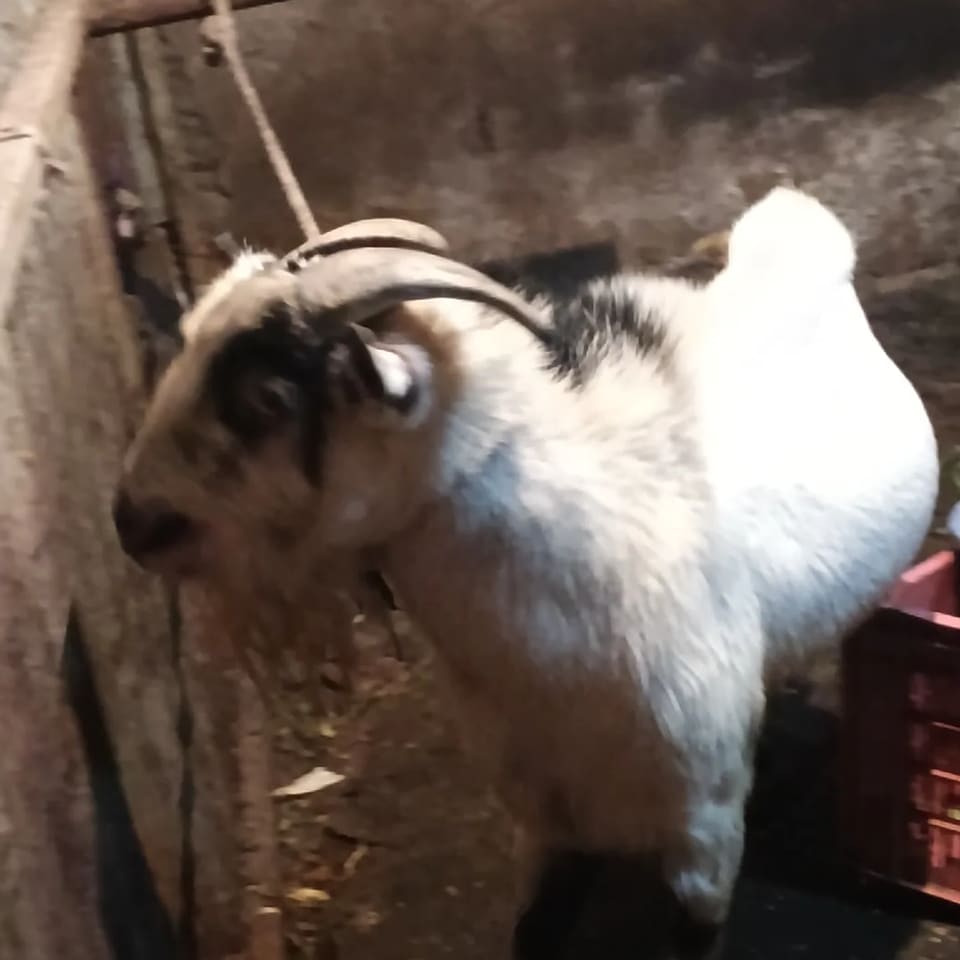 Benthem Goat O0246 in  MAHARASHTRA