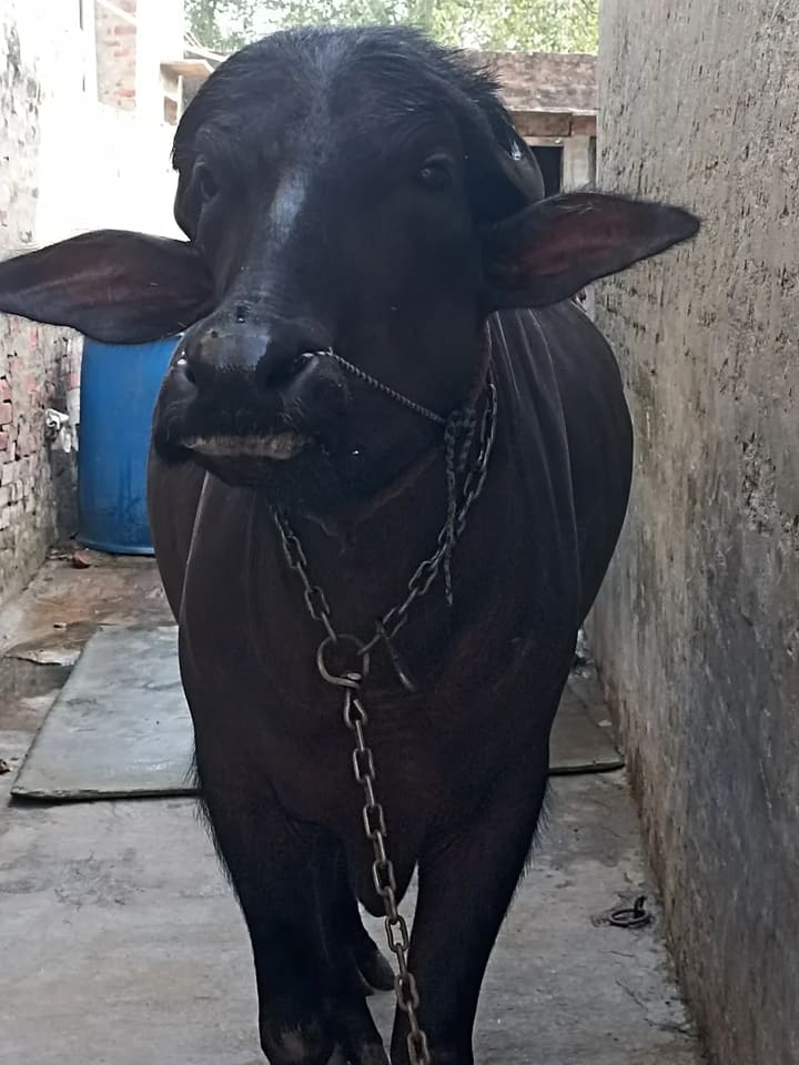 Murrah Buffalo in  HARYANA