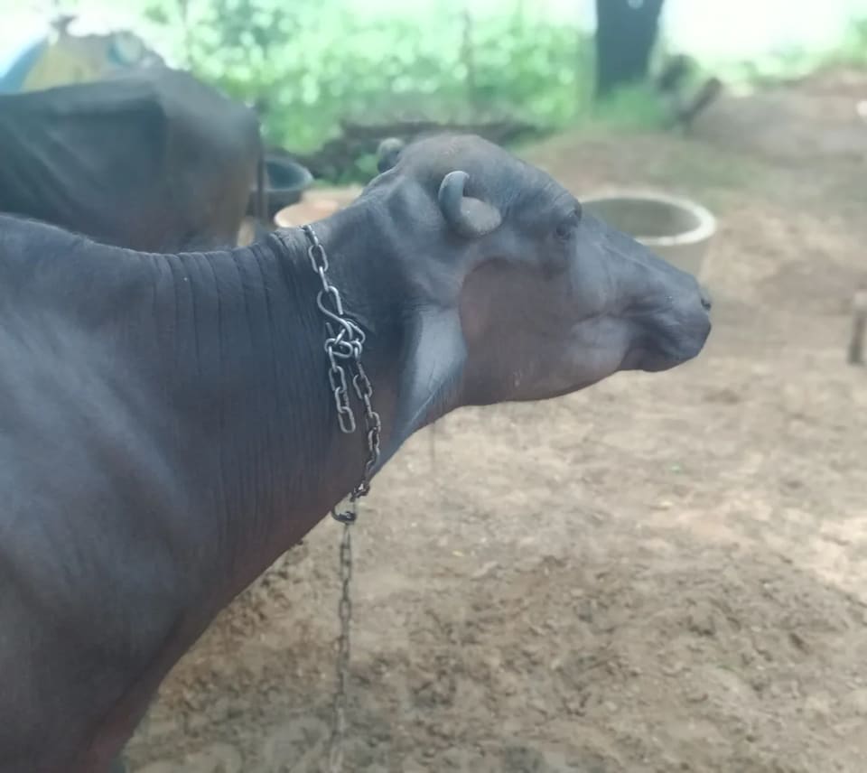 Murrah Buffalo in  RAJASTHAN