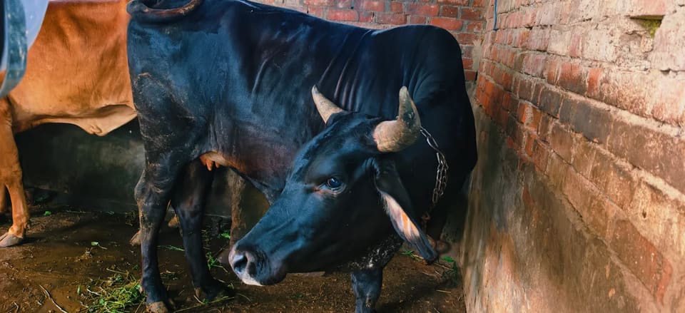 Vechur Cow in  GUJARAT