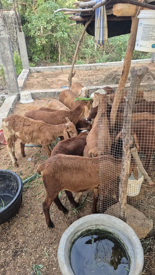 Barbari Goat in  ANDHRA PRADESH