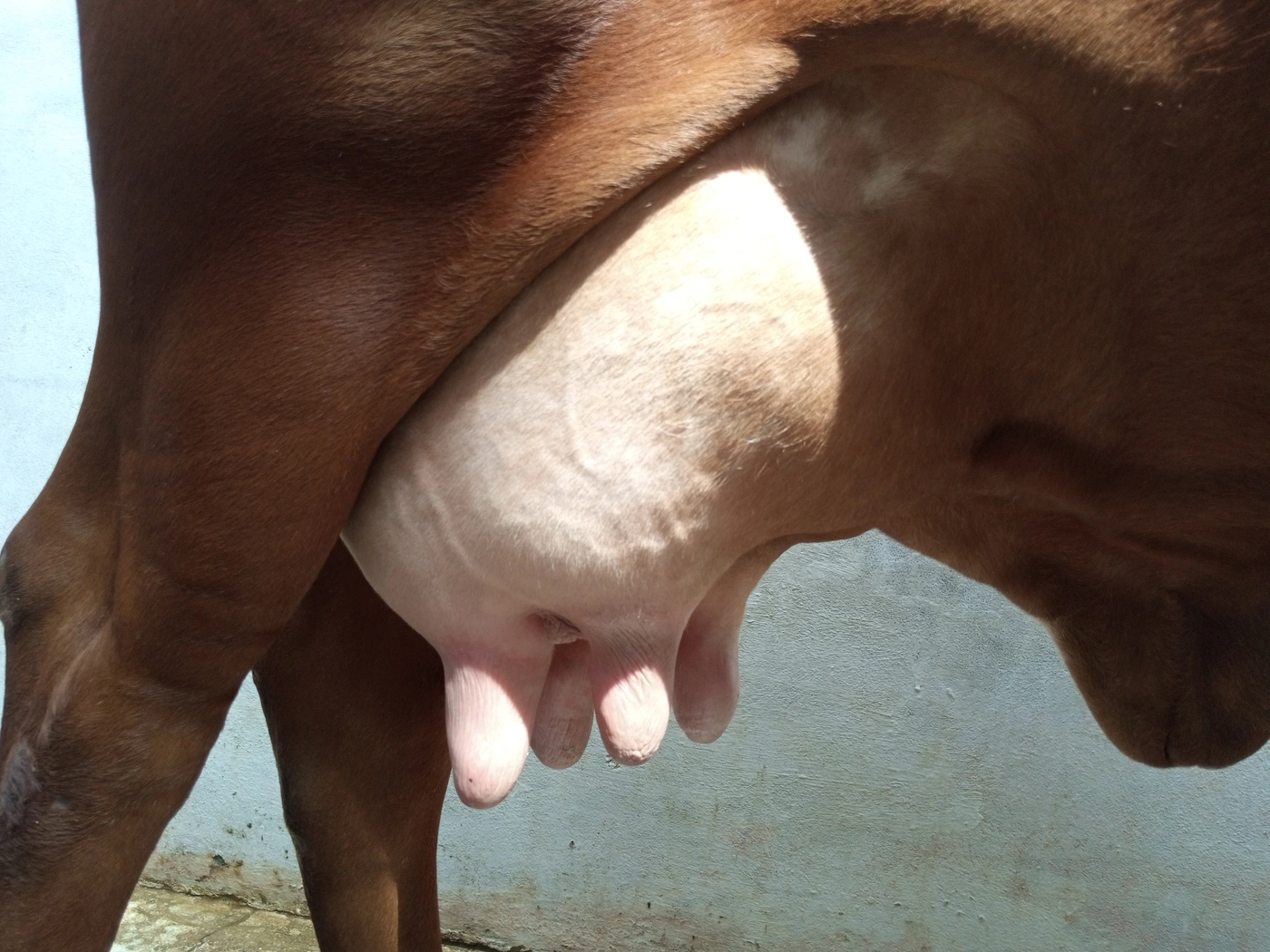 Gir Cow G1757, Lactation: 2, MilkPerDay: 20Litres, Pregnant: 9 Months, District:  MUZAFFARNAGAR, State:  UTTAR PRADESH