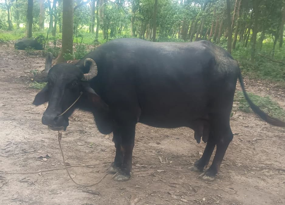 Others Buffalo in  BIHAR