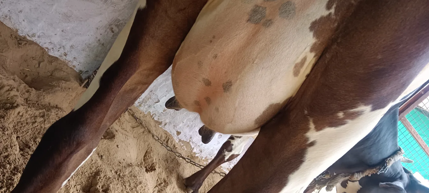 HF Cow in RAJASTHAN